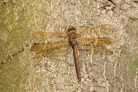 Brown Hawker (Aeshna grandis)