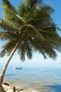 Boat and palm tree on the Coral Coast