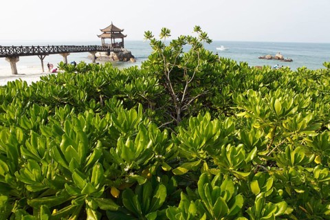 Pagoda on the beach