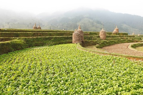 Terraced field in the morning