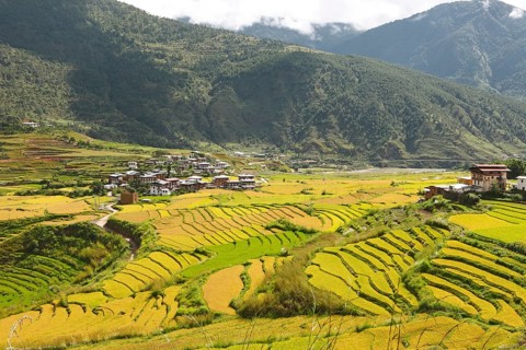 View of Lobesa and terraced rice fields