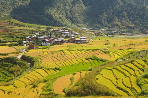 View of Lobesa and terraced rice fields