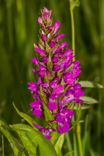 Marsh Orchid (Dactylorhiza majalis)