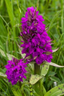 Marsh Orchid (Dactylorhiza majalis)
