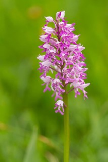 Monkey Orchid (Orchis simia)