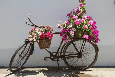 Old bicycle decorated with pink flowers