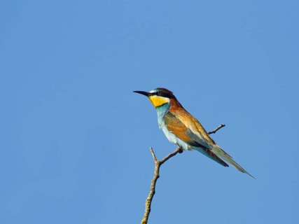 European bee-eater (Merops apiaster) perching on branch