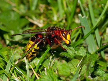 European hornet (Vespa crabro)