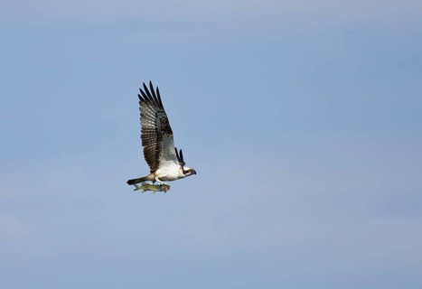 Osprey (Pandion haliaetus) in flight