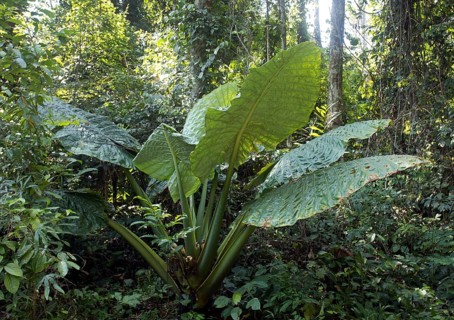 Giant Taro or Elephant Ear (Alocasia macrorrhizos)