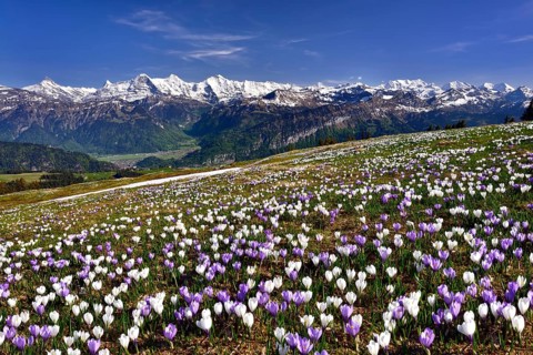 Crocus meadow above Interlaken near Beatenberg on the Niederhorn