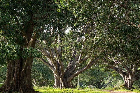 Indian banyan tree