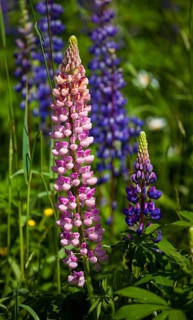Wild Lupins (Lupinus) growing in a meadow