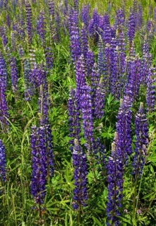 Wild Lupins (Lupinus) growing in a meadow