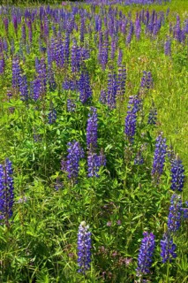 Wild Lupins (Lupinus) growing in a meadow