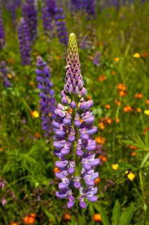 Wild Lupins (Lupinus) growing in a meadow
