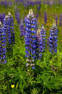 Wild Lupins (Lupinus) growing in a meadow