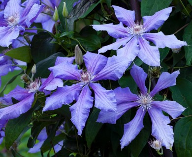 Blue Clematis flower (Clematis Daniel Deronda)