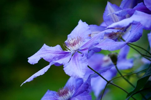 Blue Clematis flower (Clematis Daniel Deronda)