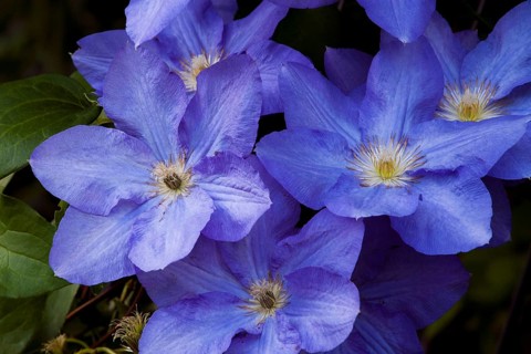 Blue Clematis flower (Clematis)