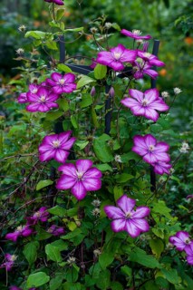 Pink Clematis flower (Clematis)