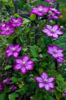 Pink Clematis flower (Clematis)