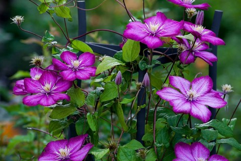 Pink Clematis flower (Clematis)