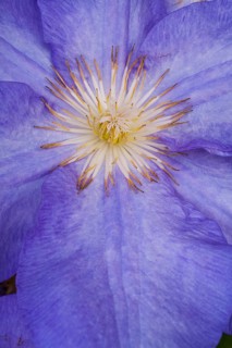 Blue Clematis flower (Clematis)