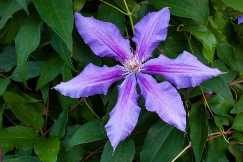 Blue Clematis flower (Clematis Daniel Deronda)