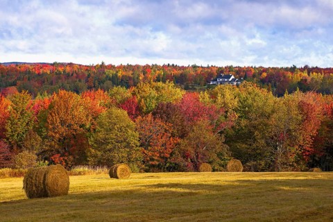 Early autumn hayfield