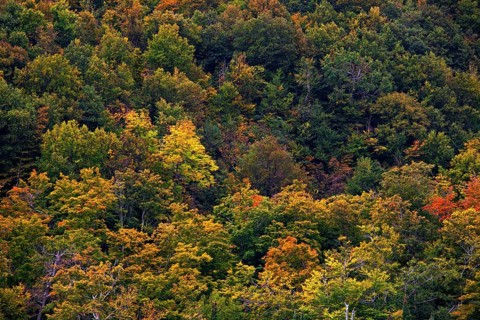Early autumn colors
