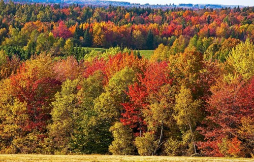 Autumn colours