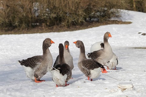 Toulouse Geese in the snow