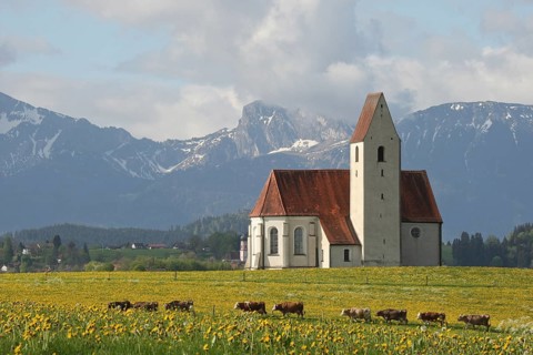 Allgau cows