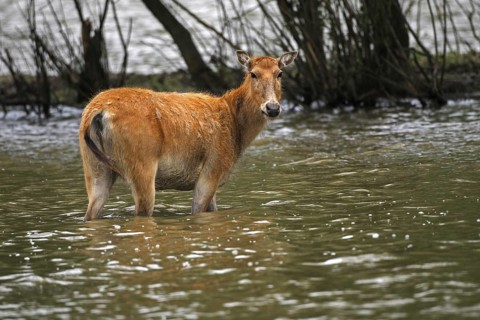 Pere David's deer