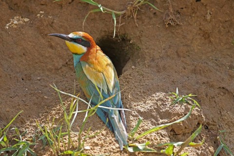 European bee-eater (Merops apiaster) next to nesting hole