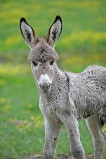 Miniature donkey foal (Equus asinus f. asinus)