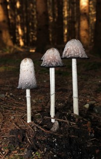 The shaggy ink cap (Coprinus comatus) in a spruce forest