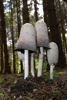 The shaggy ink cap (Coprinus comatus) in a spruce forest