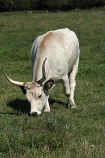 Hungarian Grey cattle (Bos primigenius taurus)