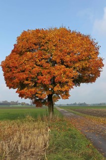 Norway maple (Acer platanoides)
