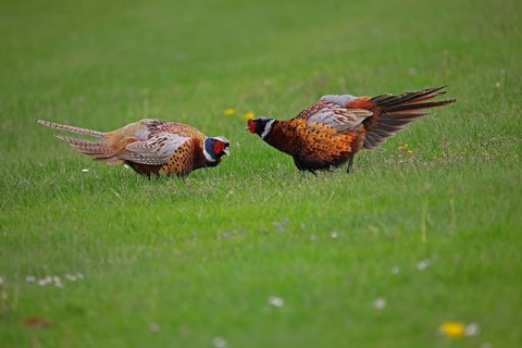 Pheasant (Phasianus colchicus)