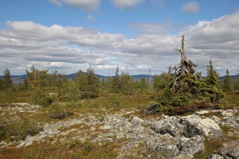 Plateau