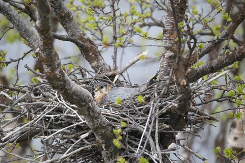 Merlin (Falco columbarius)