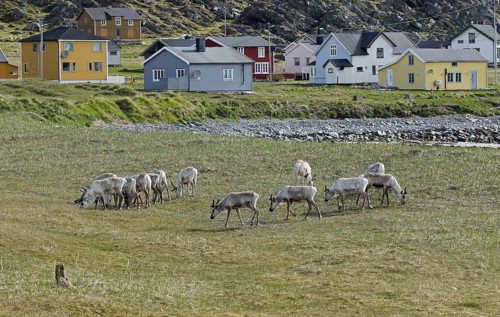 Reindeer (Rangifer tarandus) off Hamningberg