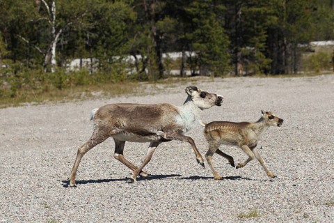 Reindeer (Rangifer tarandus)
