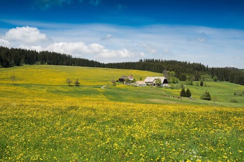 Meadows blooming and Schwarzenbach farm