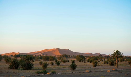 Dunes and palm trees in morning light