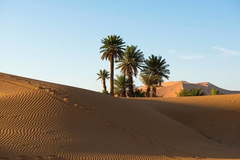 Dunes and palm trees in morning light