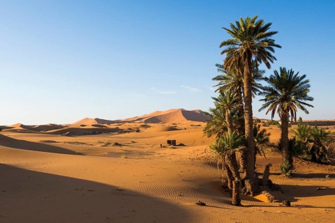 Dunes and palm trees in morning light
